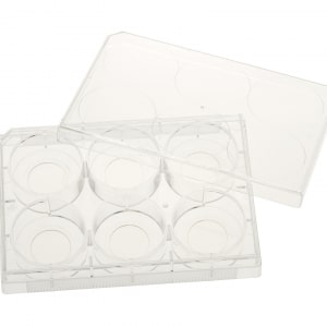CELLTREAT 6 Well Tissue Culture Plate with Glass Bottom and Lid