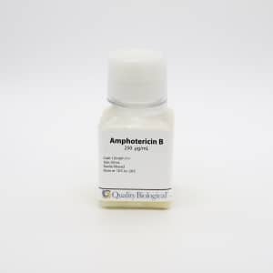 Amphotericin B prevents the growth of fungi by causing an increase in fungal plasma membrane permeability.